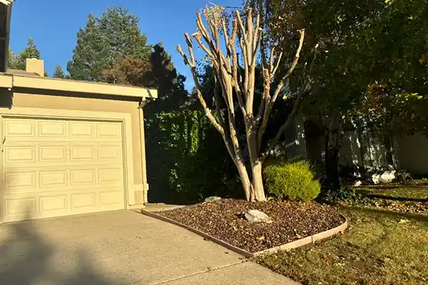 Betzy Tree Care Inc.'s other services