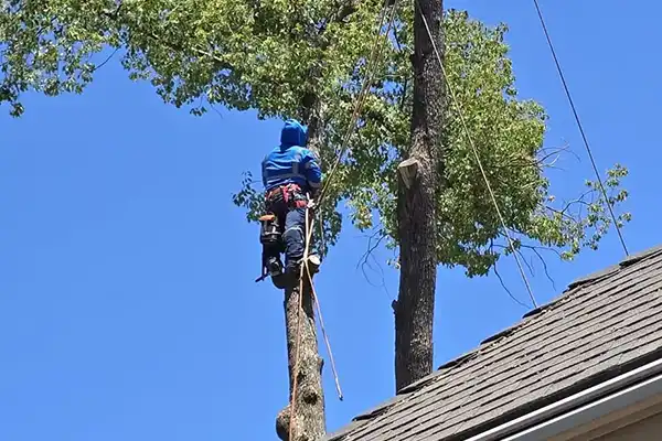 Tree Trimming