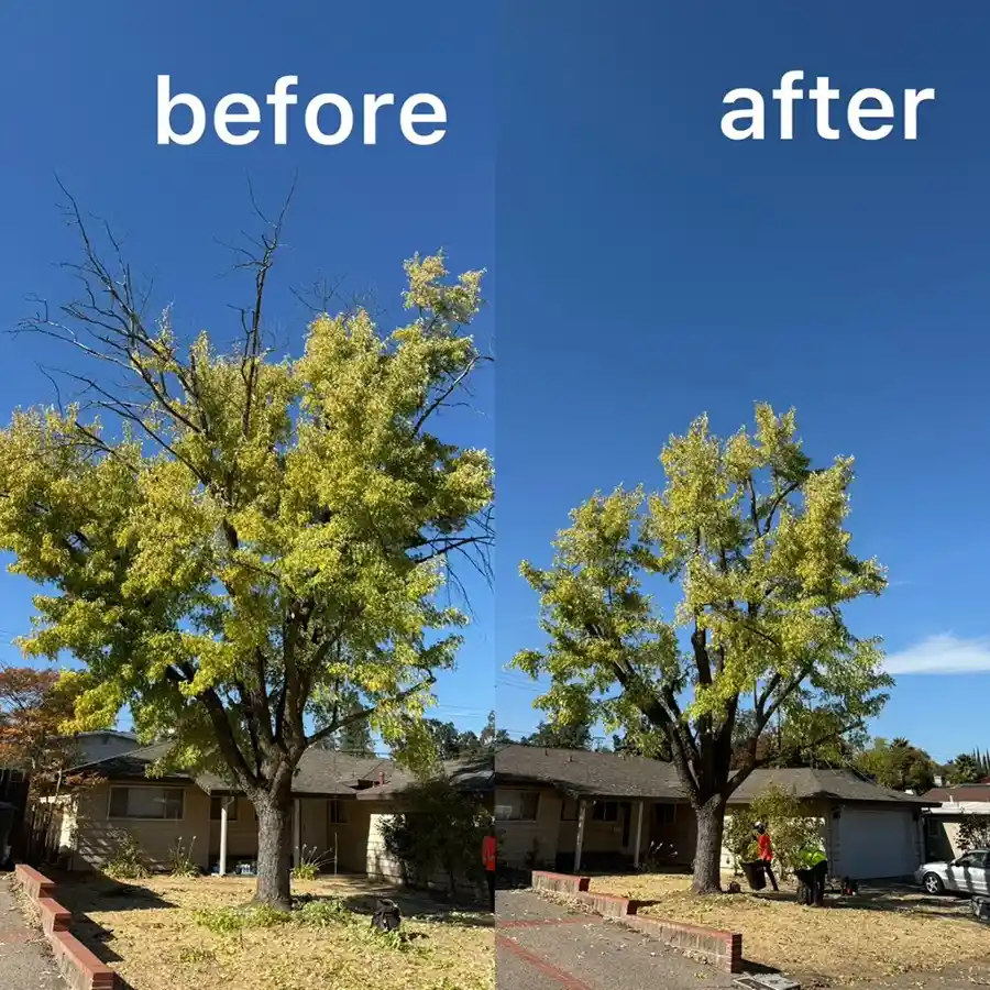 Reliable Tree Expert in Roseville, CA Reliable Tree Expert in Roseville, CA