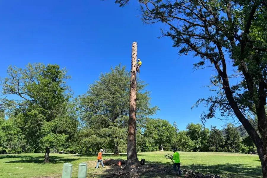 Affordable Tree Services