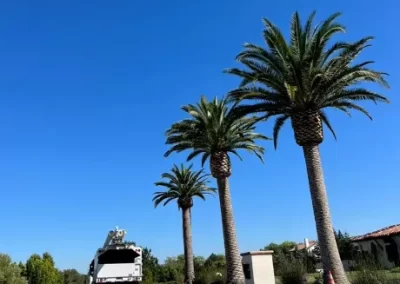 Affordable Tree Specialist