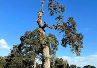 Best Tree Specialist