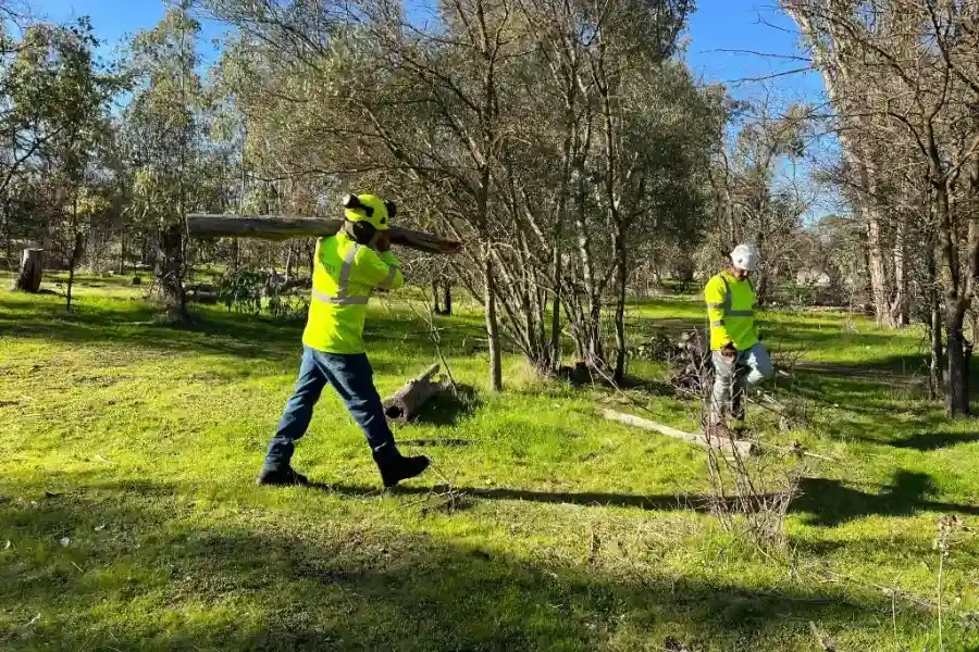Professional Tree Services