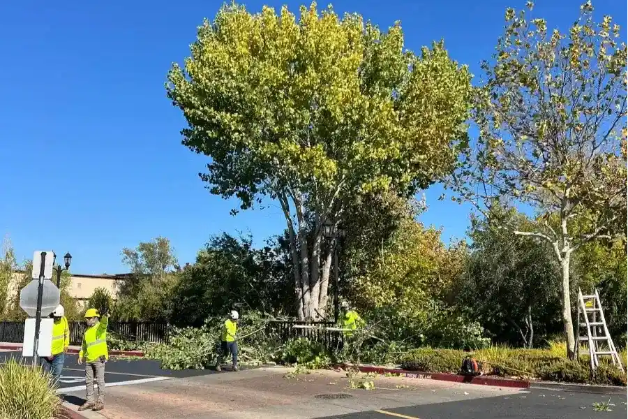 Quality Tree Service