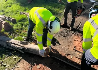 Reliable Tree Expert