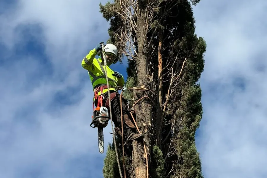 Reliable Tree Service