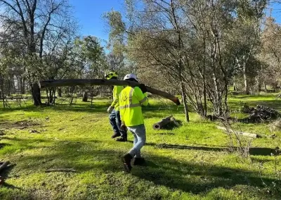 Top Tree Service