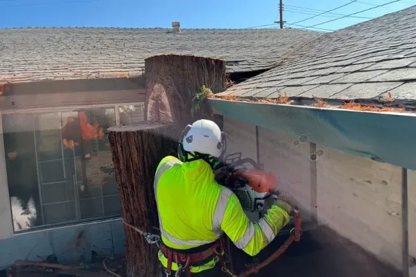 Tree Removal