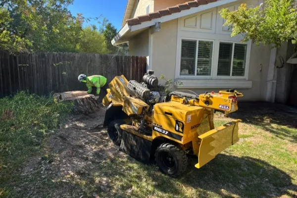 Tree Stump Grinding