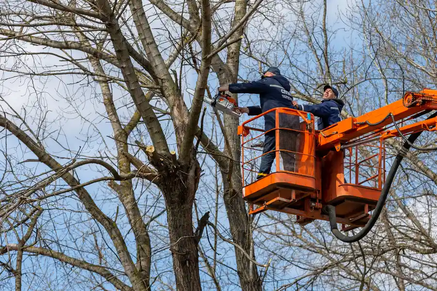 Expert Tree Removal Roseville, CA