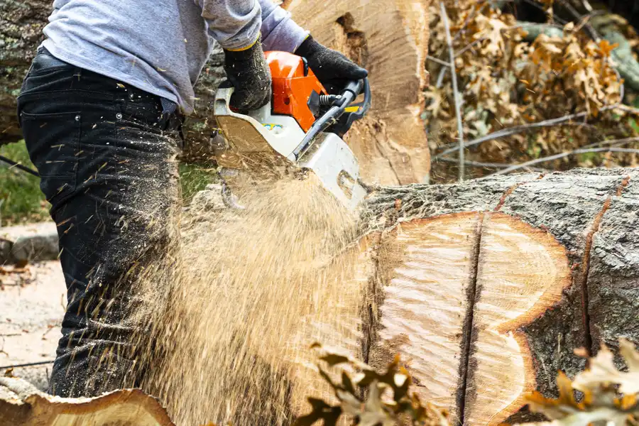Premium Tree Stump Removal Roseville, CA Premium Tree Stump Removal Roseville, CA