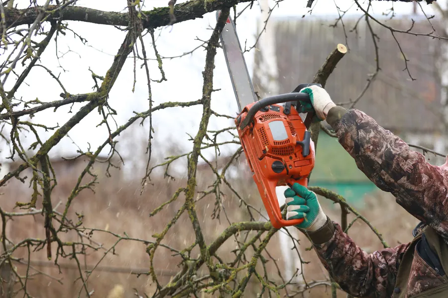Quality Tree Trimming Roseville, CA