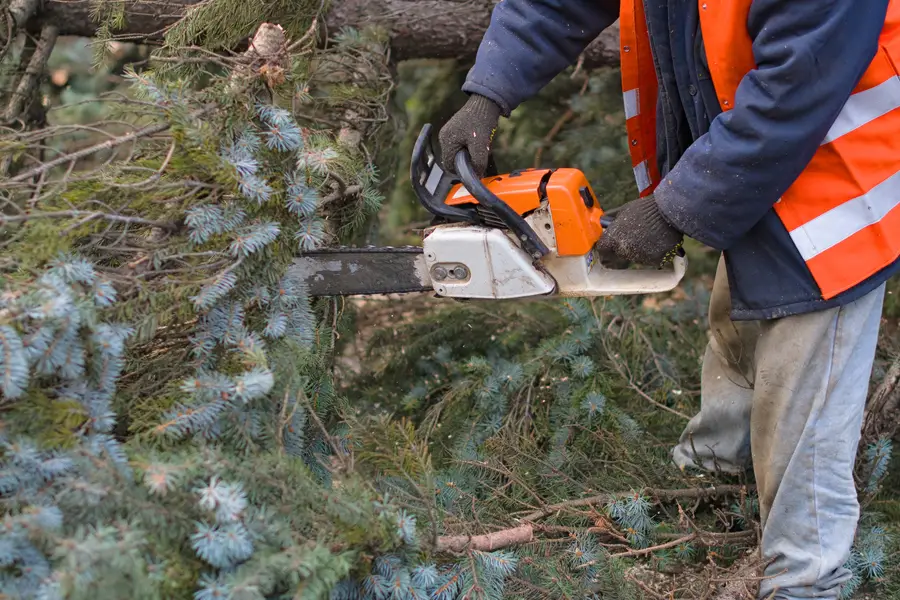 Reliable Tree Removal Roseville, CA