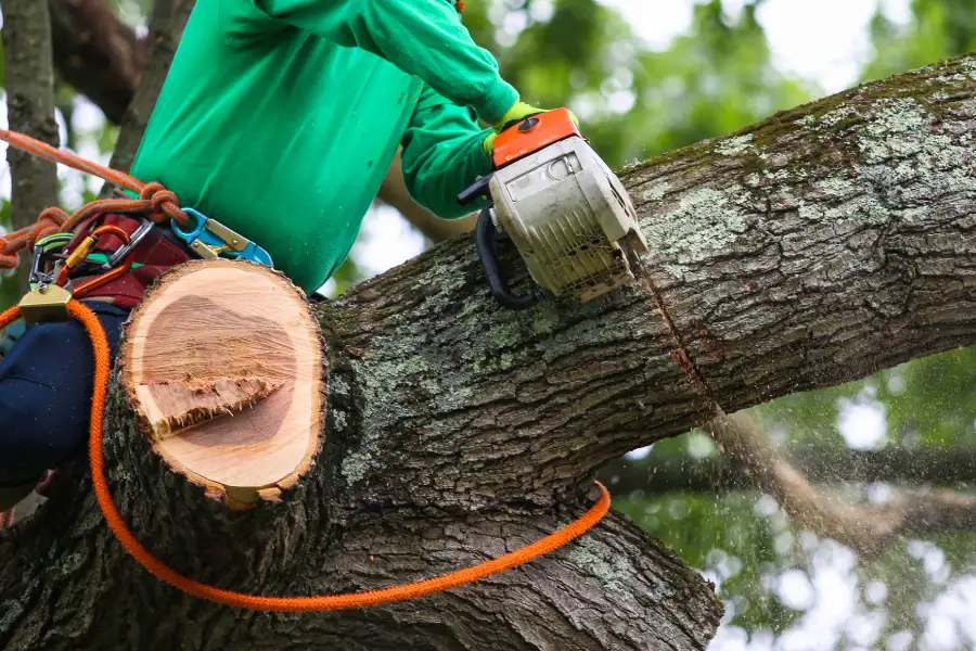 Superior Tree Trimming Roseville, CA
