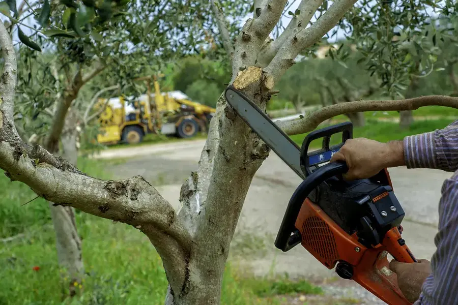 The Importance Of Seasonal Tree Trimming For Longevity Roseville, CA The Importance Of Seasonal Tree Trimming For Longevity Roseville, CA