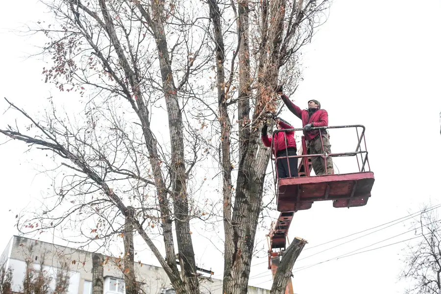 The Importance Of Seasonal Tree Trimming For Longevity in Roseville, CA The Importance Of Seasonal Tree Trimming For Longevity in Roseville, CA