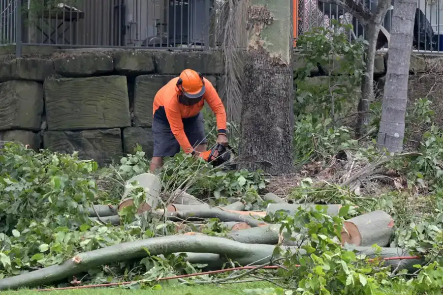 Top-rated Tree Removal Roseville, CA