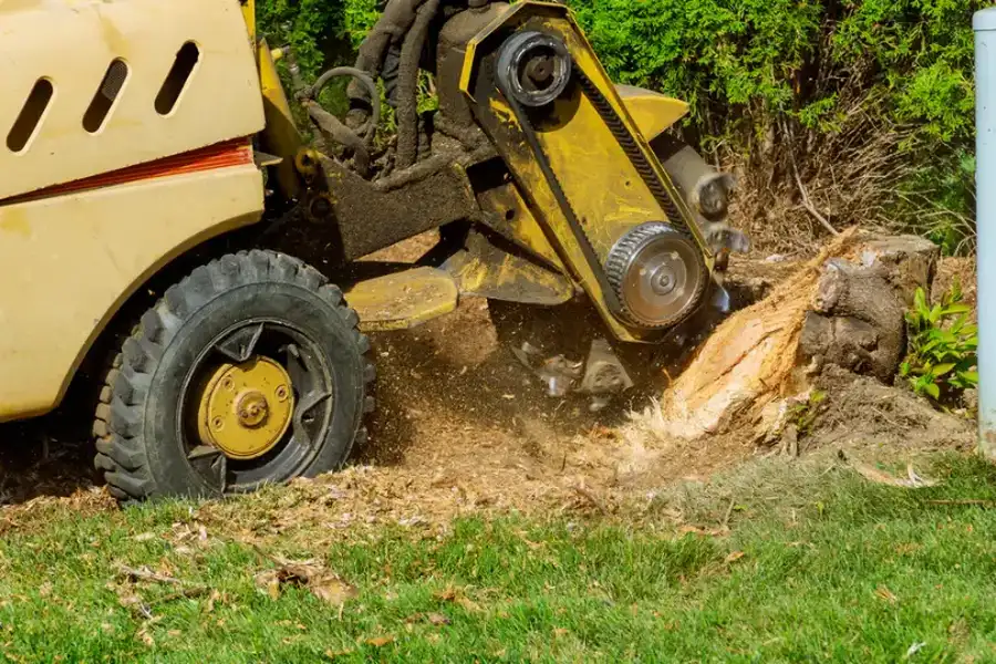 What Happens To The Soil After Tree Stump Grinding Roseville, CA What Happens To The Soil After Tree Stump Grinding Roseville, CA