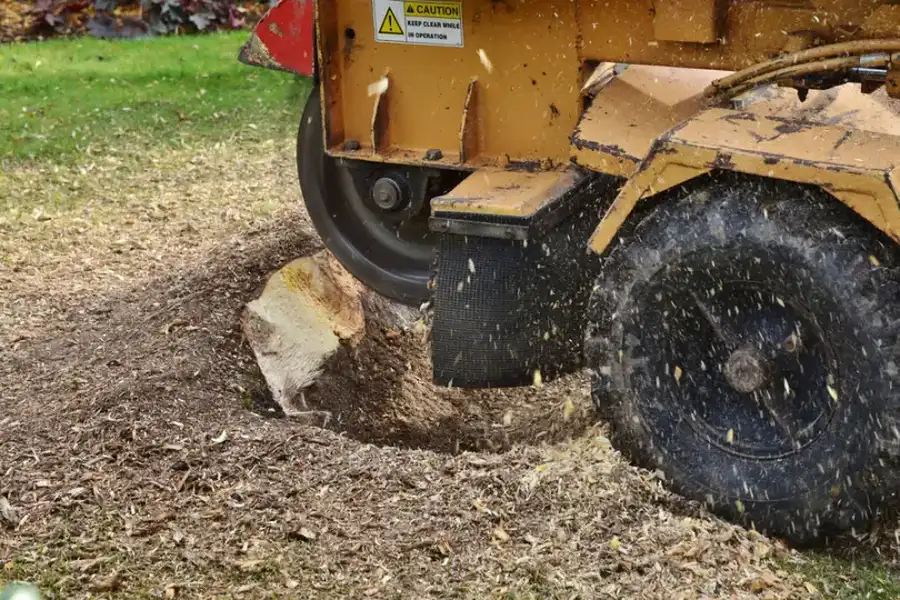 When Should You Consider Tree Stump Grinding Services in Roseville, CA When Should You Consider Tree Stump Grinding Services in Roseville, CA