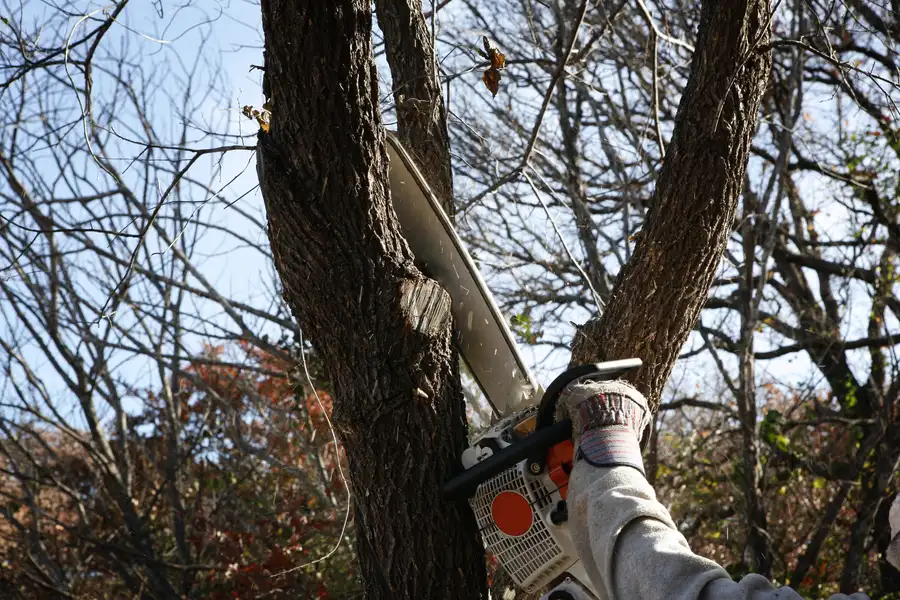 Why You Should Trust Professionals For Tree Removal Needs Roseville, CA