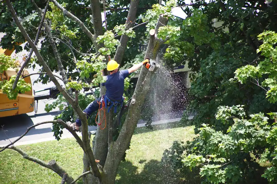 Why You Should Trust Professionals For Tree Removal Needs in Roseville, CA